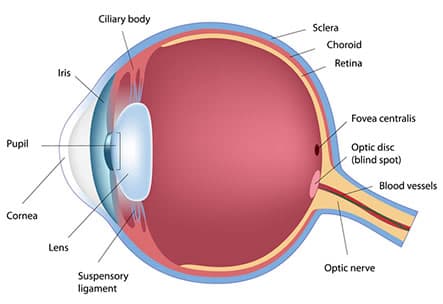 Diagram of how the lens focuses light on the retina